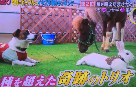 テレビ東京「動物ピース」